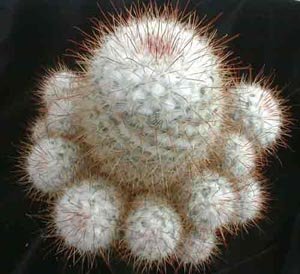 Mammillaria_bombycina